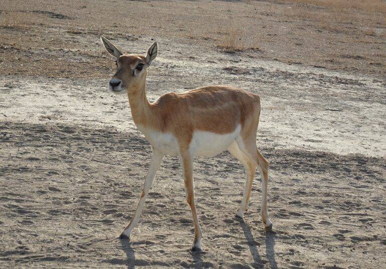 How Social Justice Movements Affect Elections